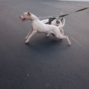 Meet your Posher, Ivan